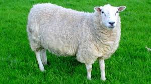  romanov koyunu ithalat gümrük vergisi,ithalat mevzuatı,ithalat gümrük vergileri