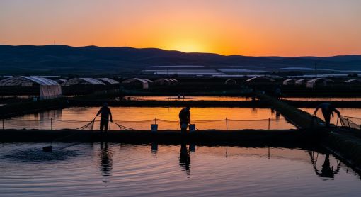 トルコの水産養殖業における魚粉の重要性 トルコの水産養殖業における魚粉の重要性