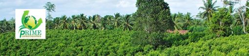  PRIME LANKA EXPORTERS - TEA EXPORTER COMPANY IN SRI LANKA
